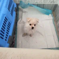 سگ پامر اشپیتز|سگ|شیراز, شهرک گلستان|دیوار