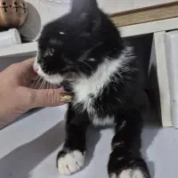 سرپرست مهربون واسه گربه ی خوشگل‌|گربه|کرج, کوی مهر|دیوار