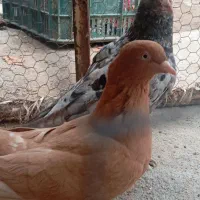 سار زرد|پرنده|فاروج, |دیوار