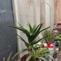 گلدون گل برای فروش