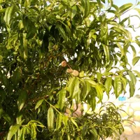 باغ ویلا واقع در روستای خادم آباد معاوضه با...|فروش خانه و ویلا|مشهد, اروند|دیوار