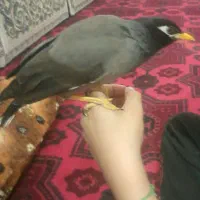 مرغ مینا نر ۶ ماهه سخنگو