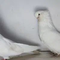 کبوتر نوک قنار رنگی|پرنده|چهاردانگه (تهران), |دیوار