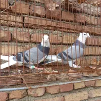 یه جفت کفتر شازده سبز|پرنده|سلماس, |دیوار