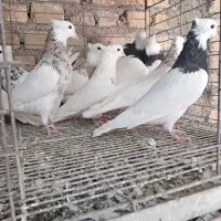 طوقی سیاه، الماسی ،کارتنی