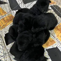 توله سگ ژرمن