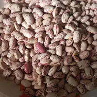 لوبیا چیتی خوش پخت مال امسال