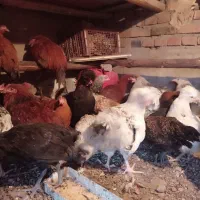 مرغ و خروس وجوجه فروش فوری