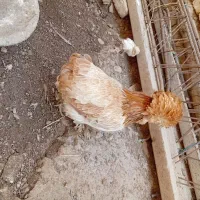 انواع مرغ زینتی|پرنده|لردگان, |دیوار