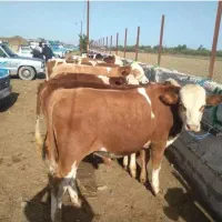 فروش گوساله شیرخوار و قطع شیر سمینتال بالا۵راس|حیوانات مزرعه|شاهینشهر, حافظ جنوبی|دیوار