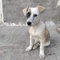 سگ پاکوتاه|سگ|مشهد, خواجه ربیع|دیوار
