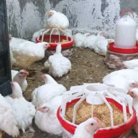 فروش مرغ گوشتی ارگانیک|حیوانات مزرعه|گمیشان, |دیوار