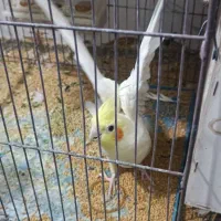 جفت عروس|پرنده|اهواز, کوروش|دیوار