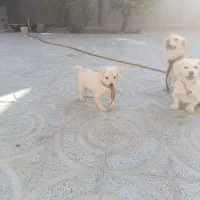 فروش سه عدد سگ آشپیتز قیمت ۴ میلیون|سگ|جهرم, |دیوار