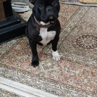 فروش سگ|سگ|امیرکلا, |دیوار