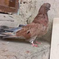 کبوتر ماده|پرنده|میانه, |دیوار