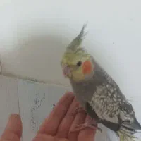 جوجه عروس هلندی