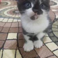 بجه گربه اسکاتیش دوماه گوش افتاده