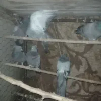 کبوتر سبز کاکلی|پرنده|قم, شاه ابراهیم|دیوار