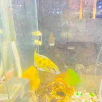 اکواریوم بزرگ|ماهی|سراوان, |دیوار