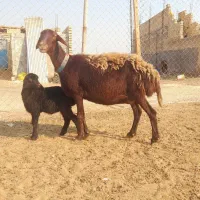 میش بره غزل افشار