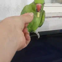 یک عدد طوطی ملنگو یکی دوساله رام چلوندنی|پرنده|شهریار, شهرک نماز (دینار آباد)|دیوار