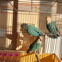 سه عدد کوتوله برزیلی جوان  وخوش رنگ|پرنده|فرخ‌شهر, |دیوار