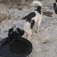 سگ خانگی|سگ|اهرم, |دیوار