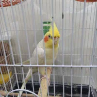 عروس هلندی نر