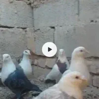 کبوتر رنگی معامله|پرنده|سراوان, |دیوار