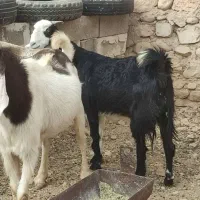 بز پازن|حیوانات مزرعه|بهبهان, |دیوار