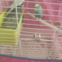 یک جفت مرغ عشق