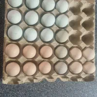 تخم و جوجه مرغ اراکانا امریکانا تخم آبی|حیوانات مزرعه|کرج, استاندارد|دیوار