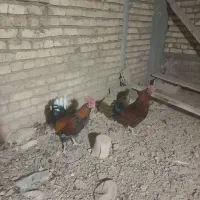 دو عدد خروس سرحال و سالم|حیوانات مزرعه|خمینی‌شهر, |دیوار