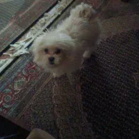 سگ مالتیپو ۶ ماهه