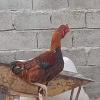 خروس لاری دو رگ و جوجه خروس