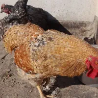 یک عدد خروس ومرغ|حیوانات مزرعه|مشهد, قائم|دیوار