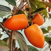 خرمالو موزی میوه سالم محصول تضمینی با ۵٪ تخفیف