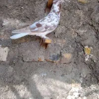 کفتر خودمونی معاوضه