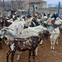 بز داشتی|حیوانات مزرعه|اسفراین, |دیوار