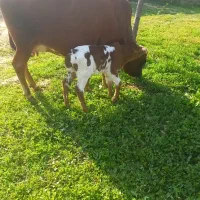 حیوانات و مزرعه