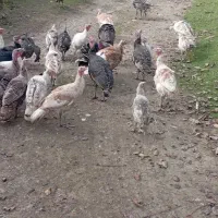 فروش بوقلمون و اردک اسرائیلی|حیوانات مزرعه|لیسار, |دیوار