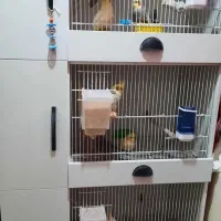 قفس پرنده و طوطی سانان همراه عروس هلندی یا جداجدا|لوازم جانبی حیوانات|شریفآباد, |دیوار