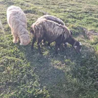 میش|حیوانات مزرعه|دزفول, |دیوار