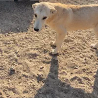 سگ سرابی ماده