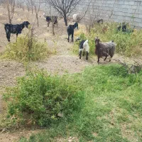 فروش بز پاکستانی ودورک