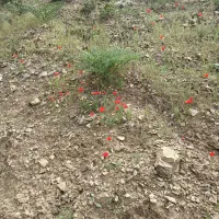 فروش  زمین . ۱۷۰متری . هواشناسی