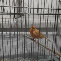 قناری ماده|پرنده|کرمانشاه, |دیوار