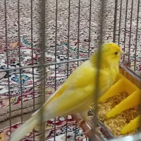 پرنده نرزرددم سفید