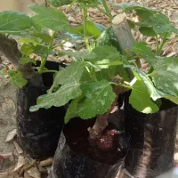 نهال انجیر چهار فصل بنفش